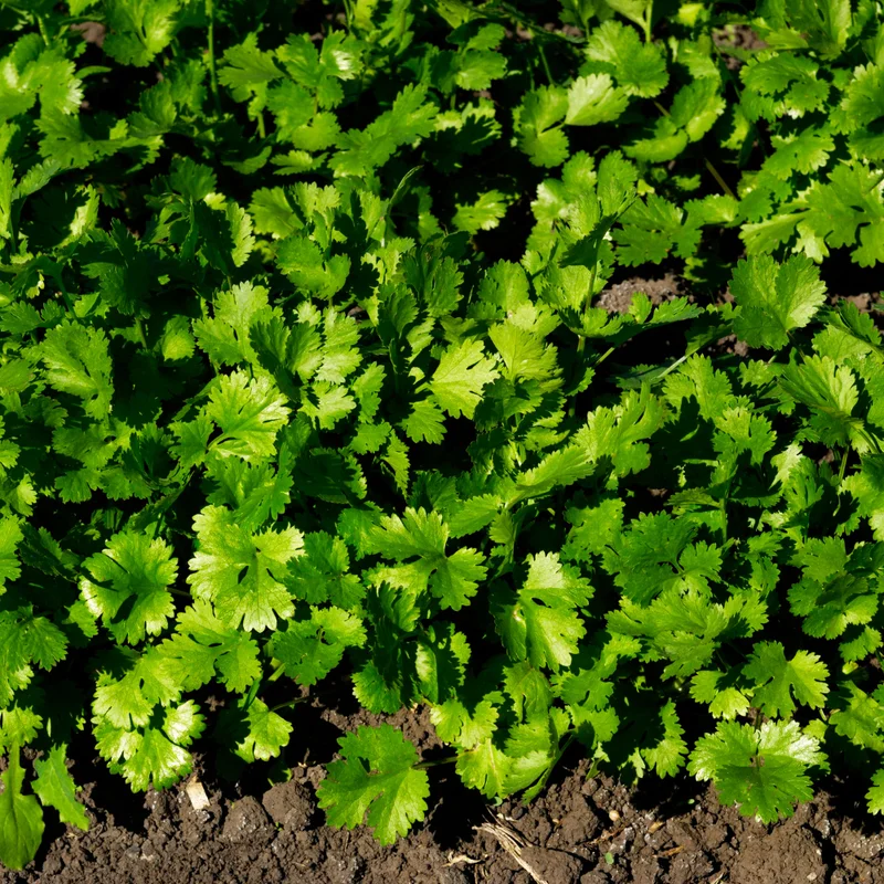 Cilantro Plants Live for Planting - 3 Healthy Cilantro Vegetable Plants (4-6 inches Tall)