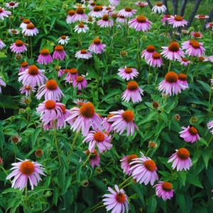 Purple Echinacea Plants Roots - 3 Live Coneflower Plants (3-5 inches Tall)