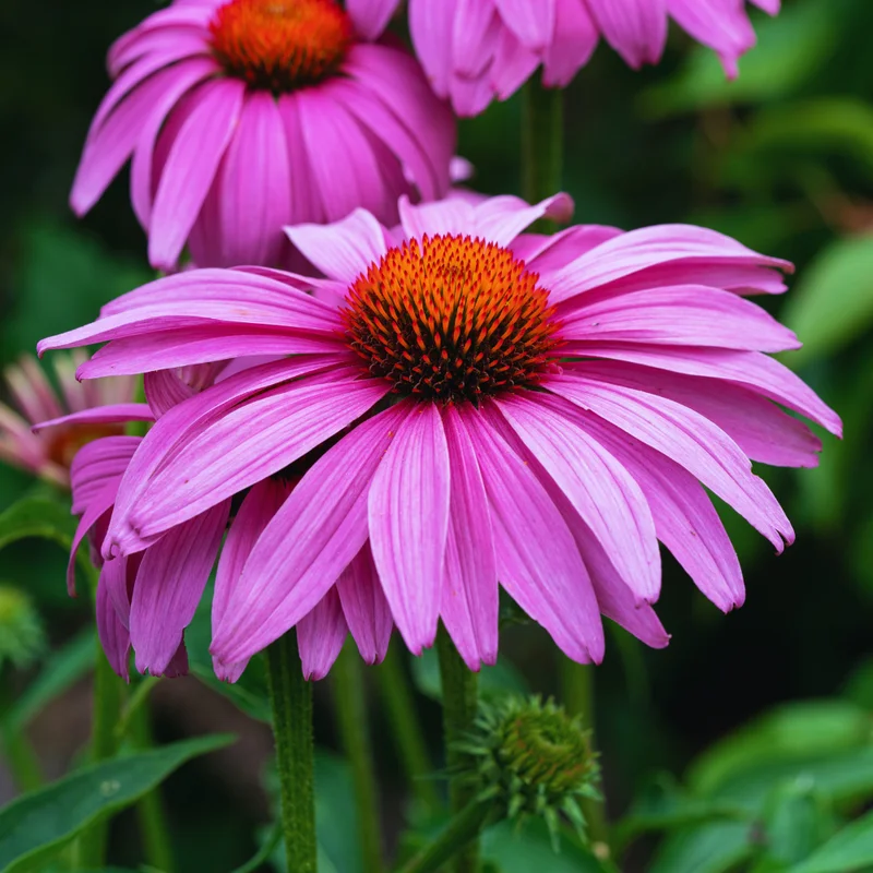 Purple Echinacea Plants Roots - 3 Live Coneflower Plants (3-5 inches Tall)