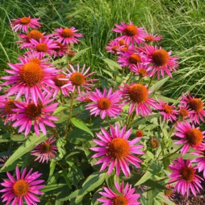 Set of 6 Purple Echinacea Coneflower Roots - Live Plants for Your Garden