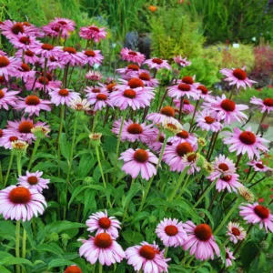 Set of 6 Purple Echinacea Coneflower Roots - Live Plants for Your Garden