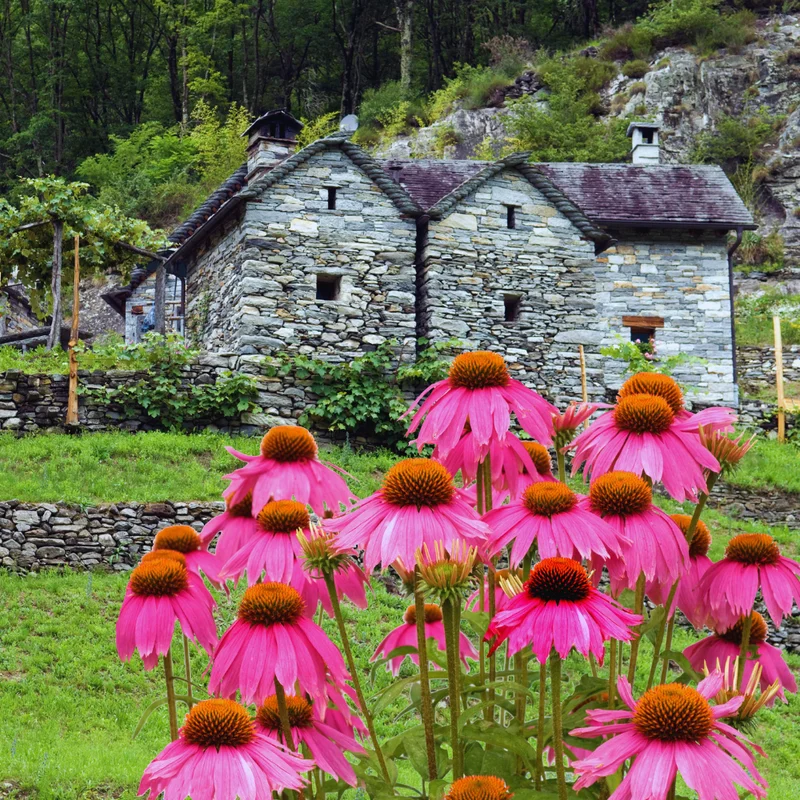 Set of 6 Purple Echinacea Coneflower Roots - Live Plants for Your Garden