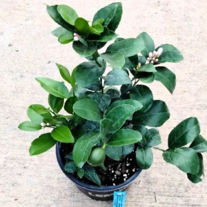 Meyer Lemon Tree Live Plant, 12-15