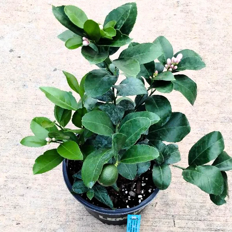 Meyer Lemon Tree Live Plant, 12-15" Tall, Meyer Lemon Bush Live Plants, Citrus meyeri, Meyer Indoor Outdoor Lemon Tree