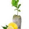 Meyer Lemon Tree Live Plant, 2-3" Tall, Meyer Lemon Bush Live Plants, Citrus meyeri, Meyer Indoor Outdoor Lemon Tree