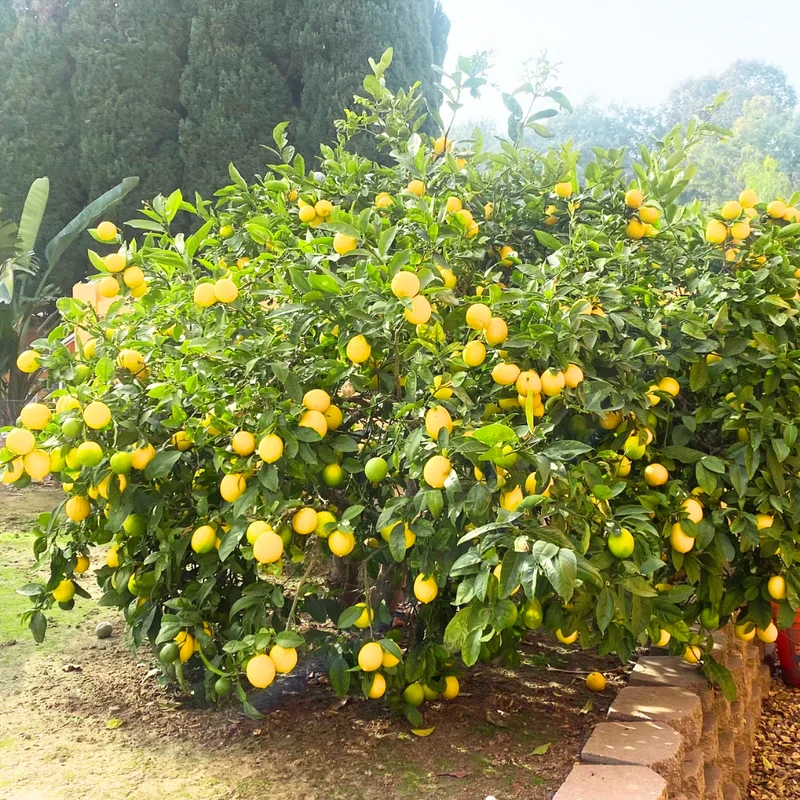 Meyer Lemon Tree Live Plant, 12-15" Tall, Meyer Lemon Bush Live Plants, Citrus meyeri, Meyer Indoor Outdoor Lemon Tree