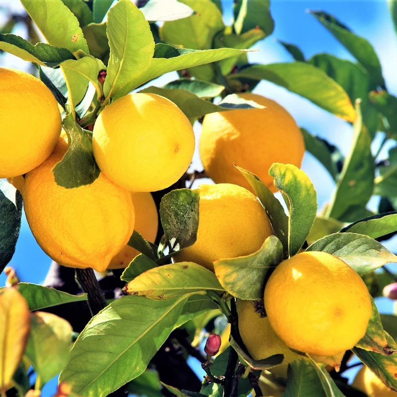 Meyer Lemon Tree Live Plant, 12-15" Tall, Meyer Lemon Bush Live Plants, Citrus meyeri, Meyer Indoor Outdoor Lemon Tree