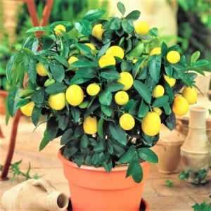 Meyer Lemon Tree Live Plant, 12-15