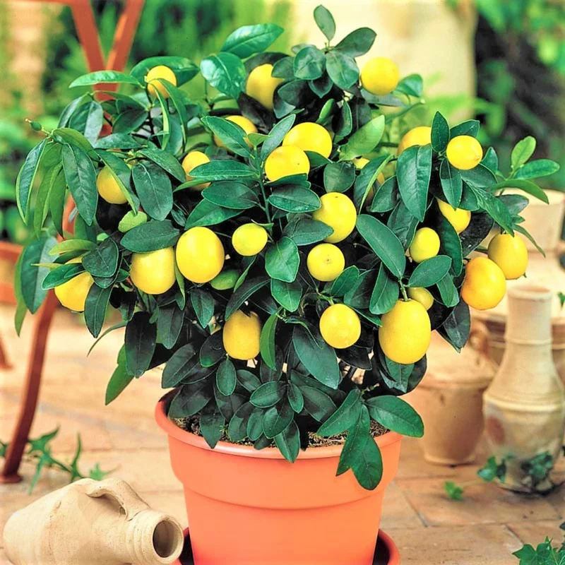 Meyer Lemon Tree Live Plant, 12-15" Tall, Meyer Lemon Bush Live Plants, Citrus meyeri, Meyer Indoor Outdoor Lemon Tree