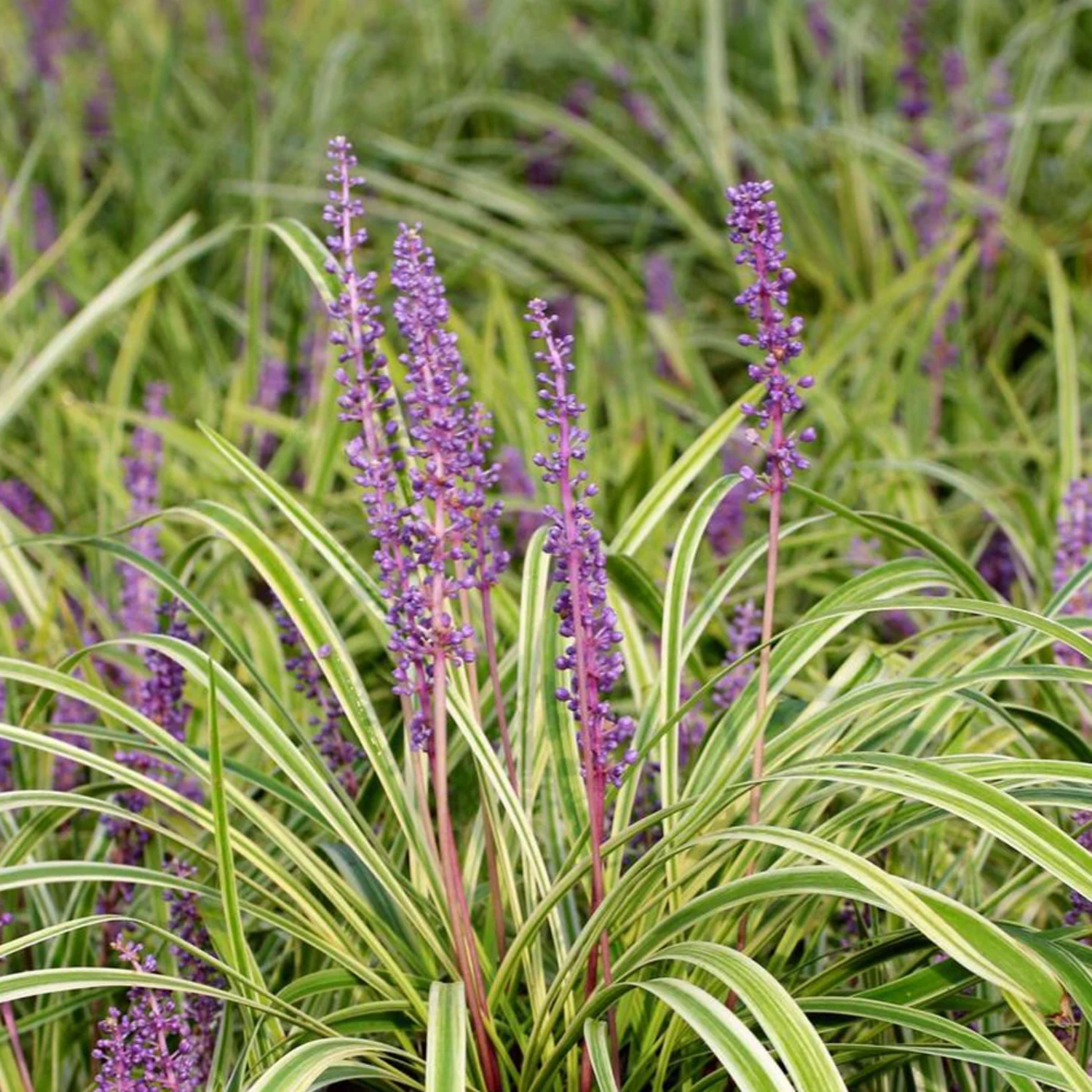 Variegated Lilyturf Live Plant - Liriope Grass Plant Live in 2.5 Inch Pot for Ornamental Grass Groundcover - Image 2
