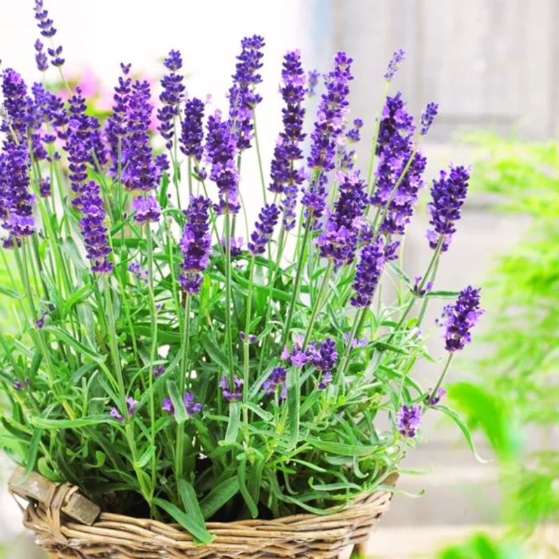2 Grosso Lavender Plants Live, Live Lavender Plant Indoor Outdoor Growing Garden, Live Lavender Plant, 4 Inch Pot, Edible Herb, Perennial Flowering Herb Perennial Flowering Herb