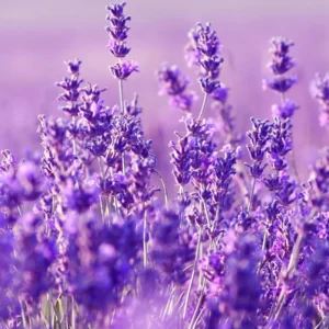 4 Lavender Plants Live, Lavender Plant Pot, Perennial Lavender Flower Plants,, Live Lavender Plant Indoor Potted