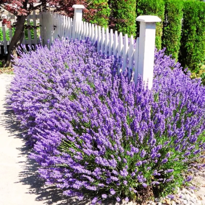 2 English Lavender Plants Live, Live Lavender Plant Indoor Outdoor, Live Lavender Plant, 4 Inch Pot Lavender Plants Live, Edible Herb, Perennial Flowering Herb