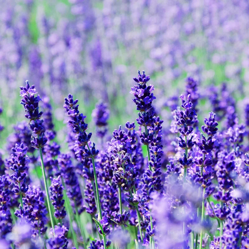2 English Lavender Plants Live, Live Lavender Plant Indoor Outdoor, Live Lavender Plant, 4 Inch Pot Lavender Plants Live, Edible Herb, Perennial Flowering Herb
