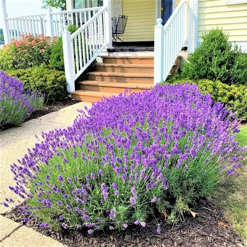 2 English Lavender Plants Live, Live Lavender Plant Indoor Outdoor, Live Lavender Plant, 4 Inch Pot Lavender Plants Live, Edible Herb, Perennial Flowering Herb