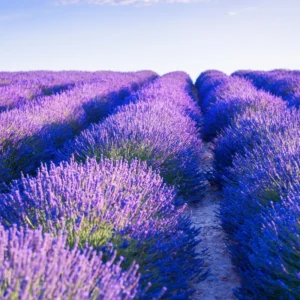 2 Grosso Lavender Plants Live, Live Lavender Plant Indoor Outdoor Growing Garden, Live Lavender Plant, 4 Inch Pot, Edible Herb, Perennial Flowering Herb Perennial Flowering Herb