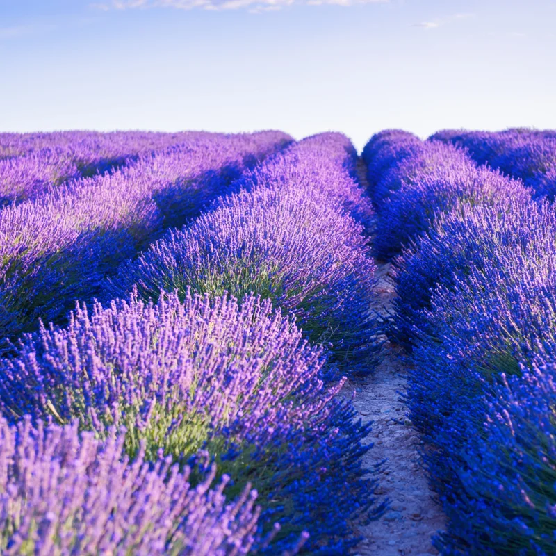 2 Grosso Lavender Plants Live, Live Lavender Plant Indoor Outdoor Growing Garden, Live Lavender Plant, 4 Inch Pot, Edible Herb, Perennial Flowering Herb Perennial Flowering Herb