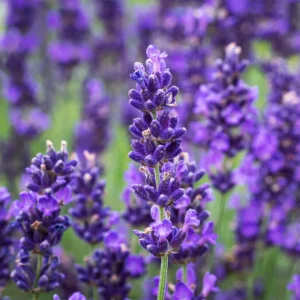 2 Goodwin Creek Lavender