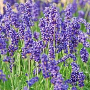 2 Goodwin Creek Lavender