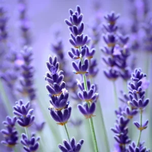2 Goodwin Creek Lavender