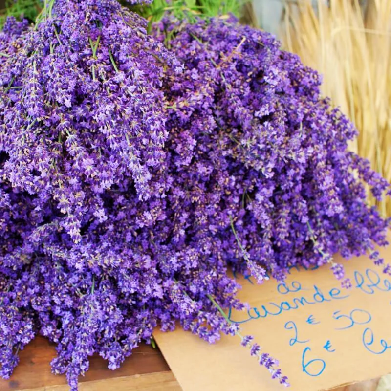 2 Goodwin Creek Lavender Plants Live, Live Lavender Plant Indoor Outdoor, Live Lavender Plant, 4 Inch Pot, Lavender Plants Live, Edible Herb, Perennial Flowering Herb