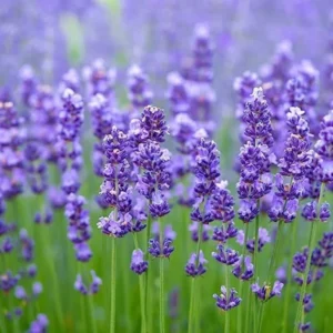 4 Phenomenal Lavender