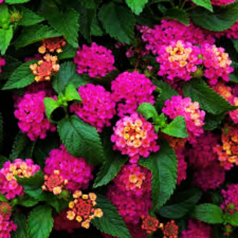 Set 2 Deep Pink Lantana Live Plants For Planting Outdoors, Lantana Plants Live, Well Rooted 4 Inch Pot,Perennial Flower Planting