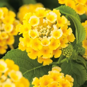 Set 2 Yellow Lantana Live Plants For Planting Outdoors, Lantana Plants Live, Well Rooted 4 Inch Pot,Perennial Flower Planting