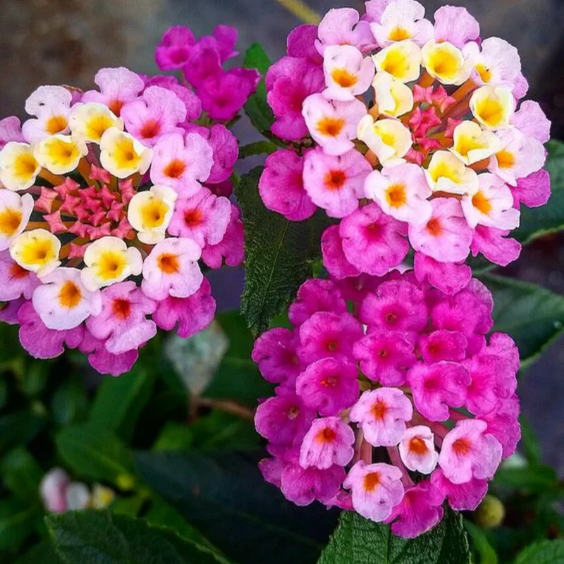 Set 2 Deep Pink Lantana Live Plants For Planting Outdoors, Lantana Plants Live, Well Rooted 4 Inch Pot,Perennial Flower Planting
