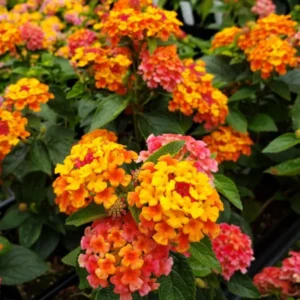 Set 2 Bright Orange Lantana Live Plants For Planting Outdoors, Lantana Plants Live, Well Rooted 4 Inch Pot,Perennial Flower Planting