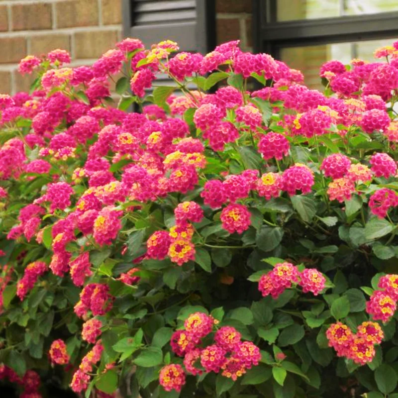 Set 2 Deep Pink Lantana Live Plants For Planting Outdoors, Lantana Plants Live, Well Rooted 4 Inch Pot,Perennial Flower Planting
