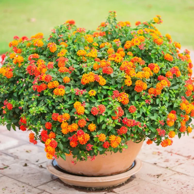 Set 2 Bright Orange Lantana Live Plants For Planting Outdoors, Lantana Plants Live, Well Rooted 4 Inch Pot,Perennial Flower Planting