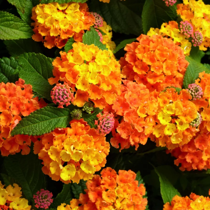 Set 2 Bright Orange Lantana Live Plants For Planting Outdoors, Lantana Plants Live, Well Rooted 4 Inch Pot,Perennial Flower Planting