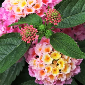 Set 2 Light Pink Lantana Live Plants For Planting Outdoors, Lantana Plants Live, Well Rooted Live Lantana Plants, 4 Inch Pot,Perennial Flower Planting