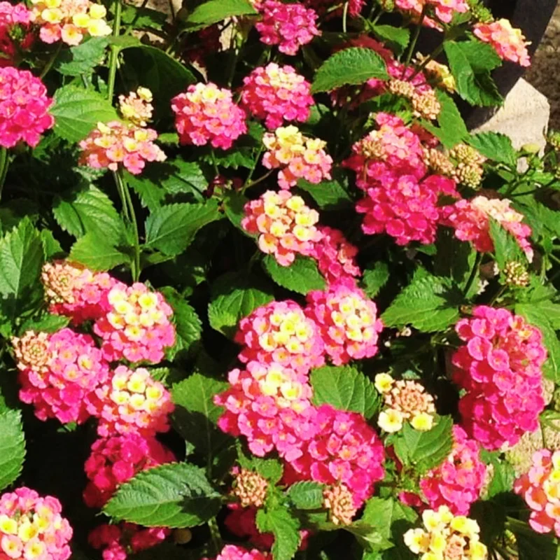 Set 2 Multicolor Lantana Live Plants For Planting Outdoors, Lantana Plants Live, Well Rooted 4 Inch Pot,Perennial Flower Planting