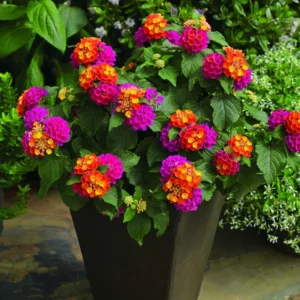 Set 2 Multicolor Lantana Live Plants For Planting Outdoors, Lantana Plants Live, Well Rooted 4 Inch Pot,Perennial Flower Planting