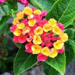 Set 2 Multicolor Lantana Live Plants For Planting Outdoors, Lantana Plants Live, Well Rooted 4 Inch Pot,Perennial Flower Planting
