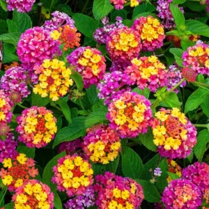 Set 2 Multicolor Lantana Live Plants For Planting Outdoors, Lantana Plants Live, Well Rooted 4 Inch Pot,Perennial Flower Planting