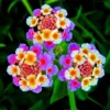 Set 2 Multicolor Lantana Live Plants For Planting Outdoors, Lantana Plants Live, Well Rooted 4 Inch Pot,Perennial Flower Planting