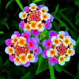 Set 2 Multicolor Lantana Live Plants For Planting Outdoors, Lantana Plants Live, Well Rooted 4 Inch Pot,Perennial Flower Planting