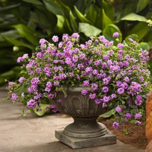 Set 2 Purple Trailing Lantana Live Plants For Planting Outdoors, Lantana Plants Live, Well Rooted 4 Inch Pot,Perennial Flower Planting