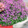 Set 2 Purple Trailing Lantana Live Plants For Planting Outdoors, Lantana Plants Live, Well Rooted 4 Inch Pot,Perennial Flower Planting