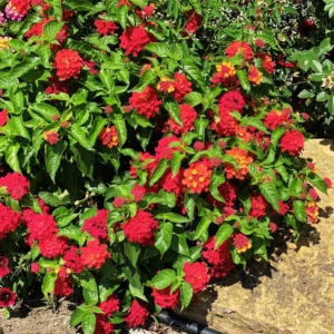Set 2 Red Lantana Live Plants For Planting Outdoors, Lantana Plants Live, Well Rooted 4 Inch Pot,Perennial Flower Planting
