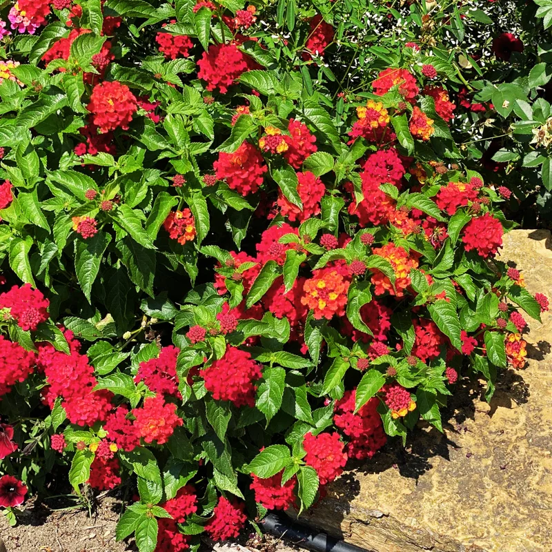 Set 2 Red Lantana Live Plants For Planting Outdoors, Lantana Plants Live, Well Rooted 4 Inch Pot,Perennial Flower Planting