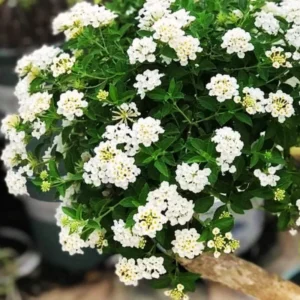 Set 2 White Lantana Live Plants For Planting Outdoors, Lantana Plants Live, Well Rooted 4 Inch Pot,Perennial Flower Planting