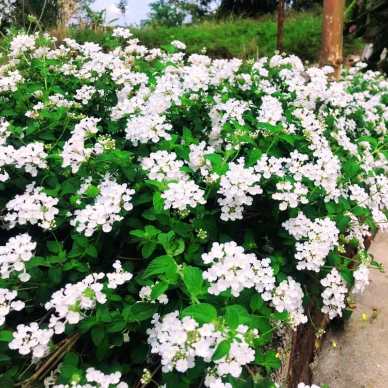 Set 2 White Lantana Live Plants For Planting Outdoors, Lantana Plants Live, Well Rooted 4 Inch Pot,Perennial Flower Planting