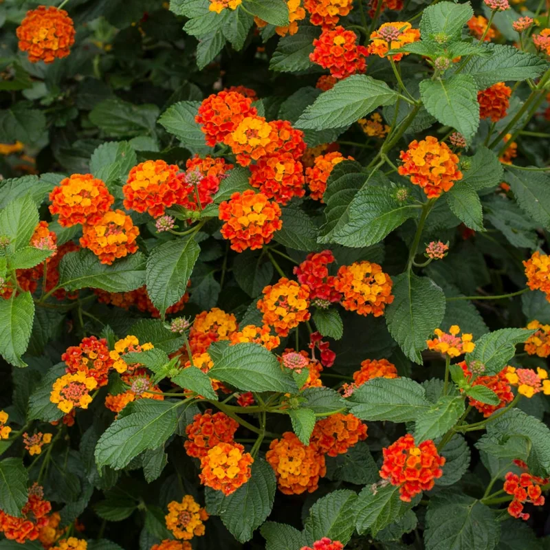 Set 2 Red Lantana Live Plants For Planting Outdoors, Lantana Plants Live, Well Rooted 4 Inch Pot,Perennial Flower Planting