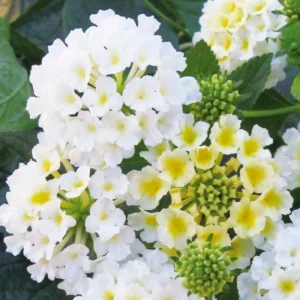 Set 2 White Lantana Live Plants For Planting Outdoors, Lantana Plants Live, Well Rooted 4 Inch Pot,Perennial Flower Planting