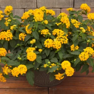 Lot 4 Yellow Lantana Live Plants For Planting Outdoors, Lantana Plants Live, 4 Inch Pot,Perennial Colorful Flowers Starter Lantana Plant
