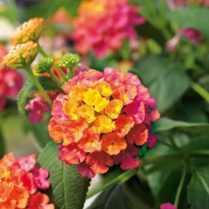 Lot 4 Deep Pink Lantana Live Plants For Planting Outdoors, Lantana Plants Live, 4 Inch Pot,Perennial Colorful Flowers Starter Lantana Plant